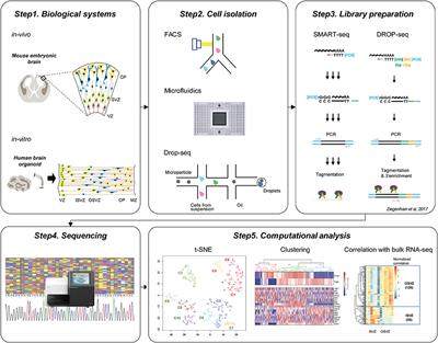 Exploring the Complexity of Cortical Development Using Single-Cell Transcriptomics